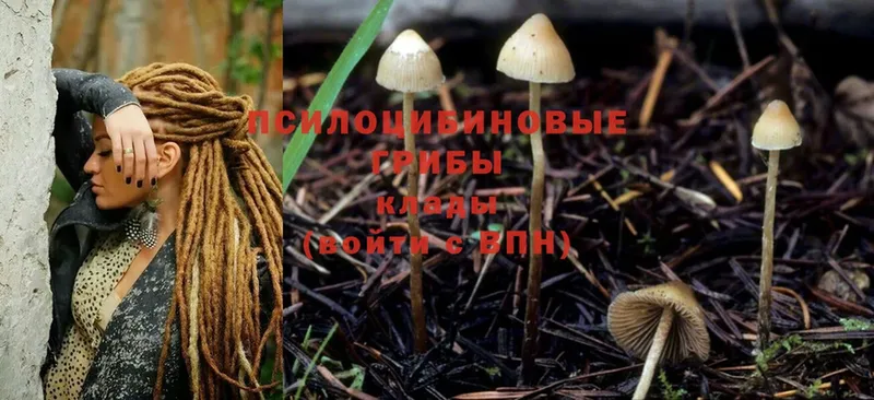 Псилоцибиновые грибы Magic Shrooms  Камышлов 